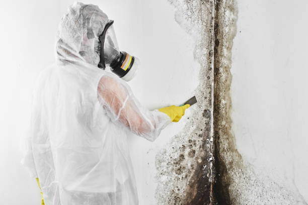 Best Mold Cleaning Services  in Rancho Laveras, CA