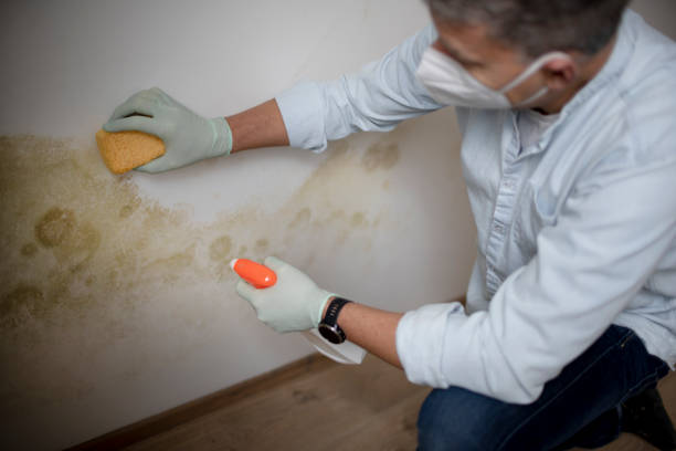 Best Mold Removal Near Me  in Rancho Laveras, CA