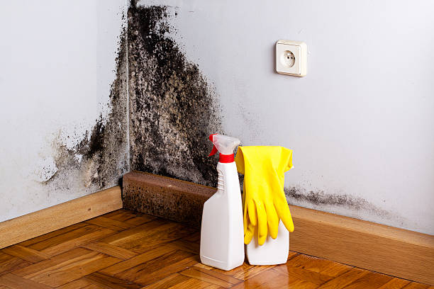 Professional Mold Removal in Rancho Calaveras, CA