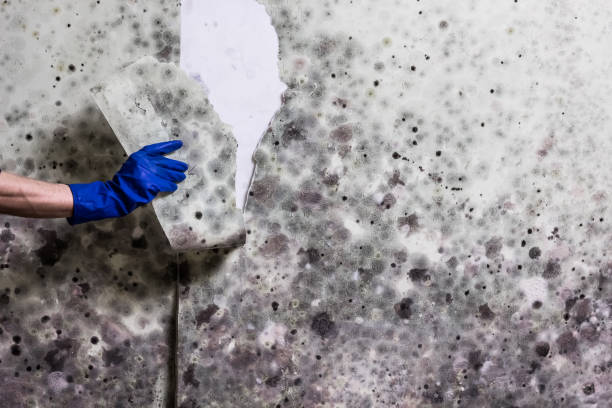 Best Mold Testing  in Rancho Laveras, CA