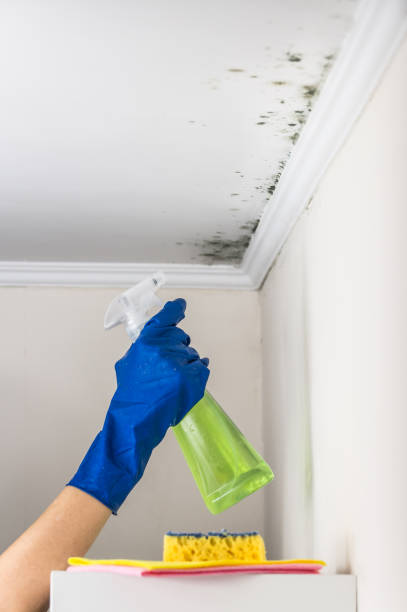 Best Mold Damage Repair  in Rancho Laveras, CA