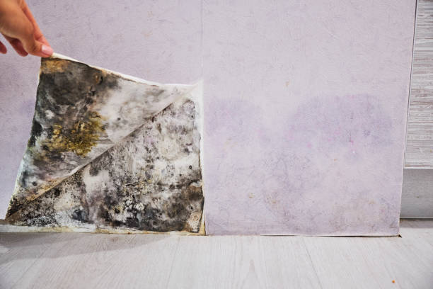 Best Best Mold Removal Companies  in Rancho Laveras, CA